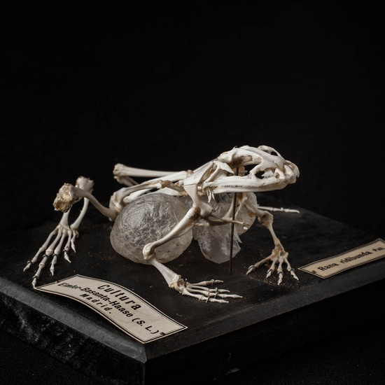 IES_ISABELLACATOLICA_BIOLOGIA_248