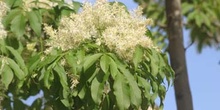 Fresno de hoja florido - Flor (Fraxinus ornus)