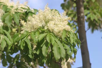 Fresno de hoja florido - Flor (Fraxinus ornus)