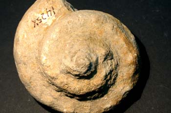 Pleurotomaria armata (Ammonites) Jurásico