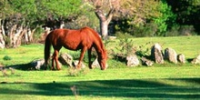Caballo