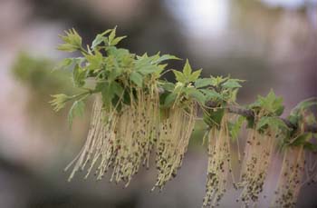 Arce negundo - Flor (Acer negundo)