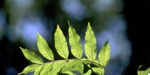 Fresno de hoja florido - Hoja (Fraxinus ornus)