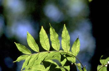 Fresno de hoja florido - Hoja (Fraxinus ornus)