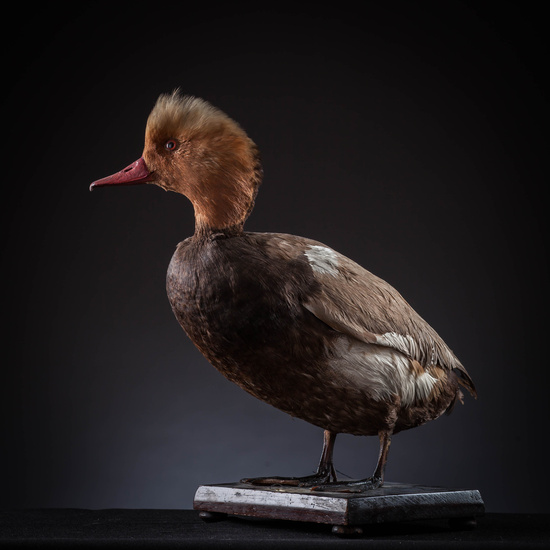 IES_SANISIDRO_MUSEO_Aves_015