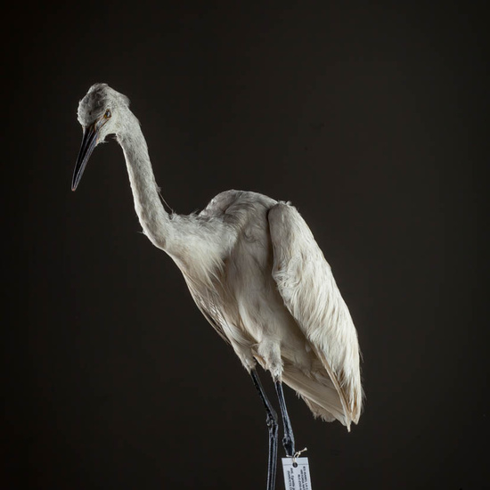 IES_ISABELLACATOLICA_BIOLOGIA_574