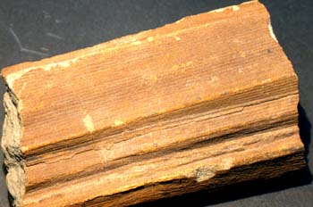 Equisetites arenaceus (Equiseto-Cola Caballo) Triásico