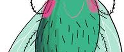 Por una mosca de nada