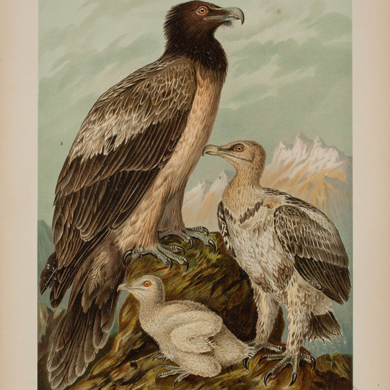 IES_CARDENALCISNEROS_AVES_LAMINAS_207