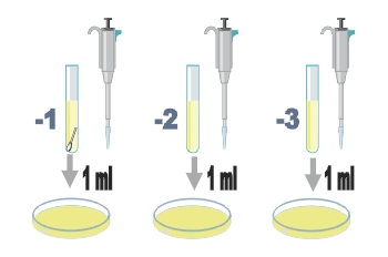 Muestreo y tratamiento. Siembra en masa