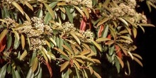 Acerolo chino (Potinia serrulata)