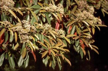 Acerolo chino (Potinia serrulata)