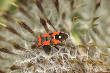 Chinche Zapatero (Lygaeus equestris)