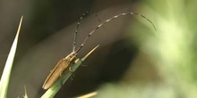 Longicornio de los cardos (Agapnathia asphodeli)