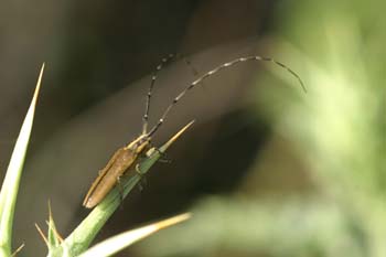 Longicornio de los cardos (Agapnathia asphodeli)