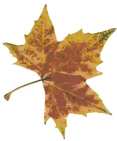 Hoja en tono otoñal