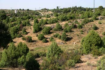 Enebro común - Bosque (Juniperus communis)