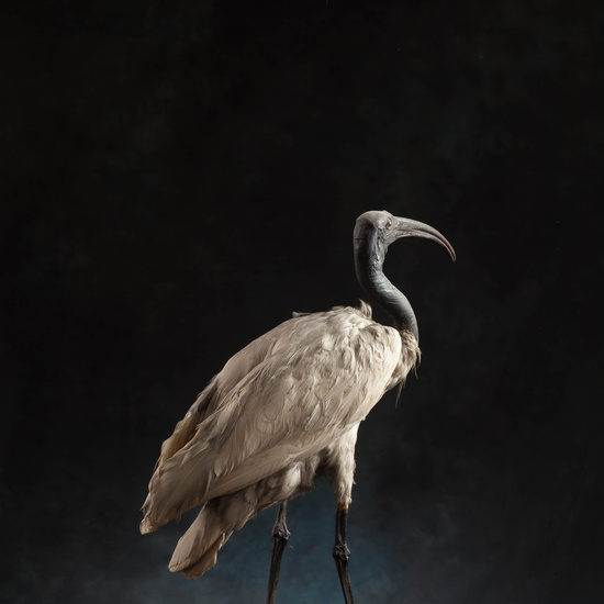 IES_SANISIDRO_MUSEO_Aves_146