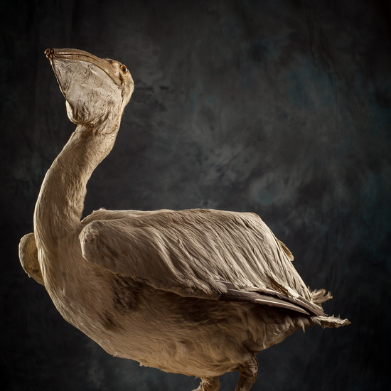 IES_SANISIDRO_BIOLOGIA_294