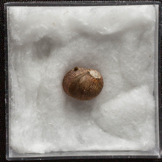 IES_ISABELLACATOLICA_BIOLOGIA_302