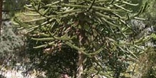 Pehuén-Porte (Araucaria araucana)