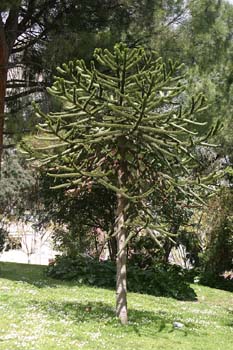 Pehuén-Porte (Araucaria araucana)