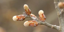 álamo blanco - Yema de flor masc. (Populus alba)