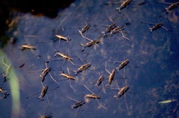 Zapatero de agua (Gerris lacustris)