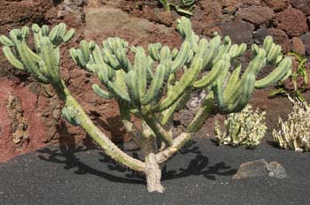 Geometrizante (Myrtillocactus geometrizans)