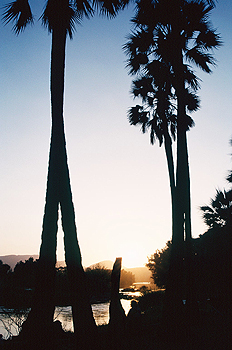 Amanecer entre palmeras, Namibia
