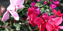 Cyclamen persicum