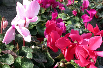 Cyclamen persicum