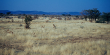 Sabana africana, Namibia