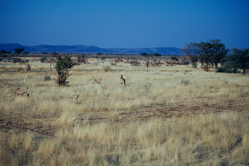 Sabana africana, Namibia