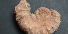 Protacanthodiscus andreae (Ammonites) Jurásico