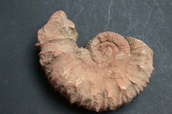 Protacanthodiscus andreae (Ammonites) Jurásico