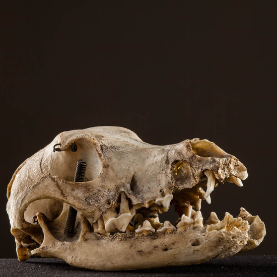 IES_ISABELLACATOLICA_BIOLOGIA_580