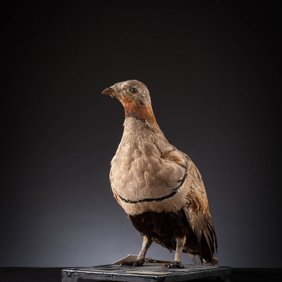 IES_SANISIDRO_MUSEO_Aves_106