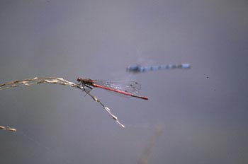 Caballito del diablo rojo (Pyrrhosoma nymphula)