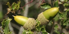 Coscoja / carrasca - Bellota (Quercus coccifera)