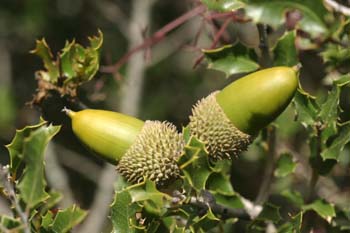 Coscoja / carrasca - Bellota (Quercus coccifera)