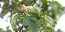 Membrillo - Flor (Cydonia oblonga)