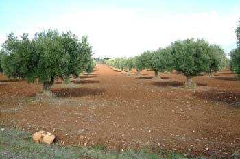 Campo de olivos, Campo Real, Comunidad de Madrid