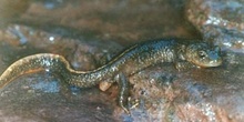 Tritón pirenaico (Euproctus asper)