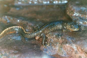 Tritón pirenaico (Euproctus asper)