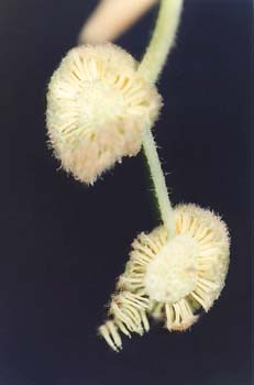 Plátano - Flor masc. (Platanus orientalis)
