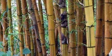 Troncos de bambú, Ecuador