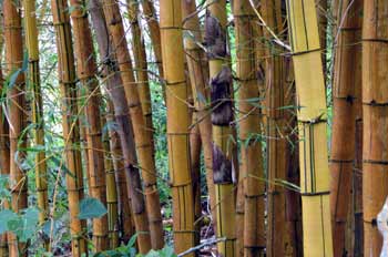 Troncos de bambú, Ecuador