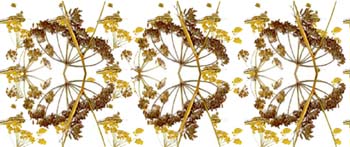 Simetrías de la flor en umbela