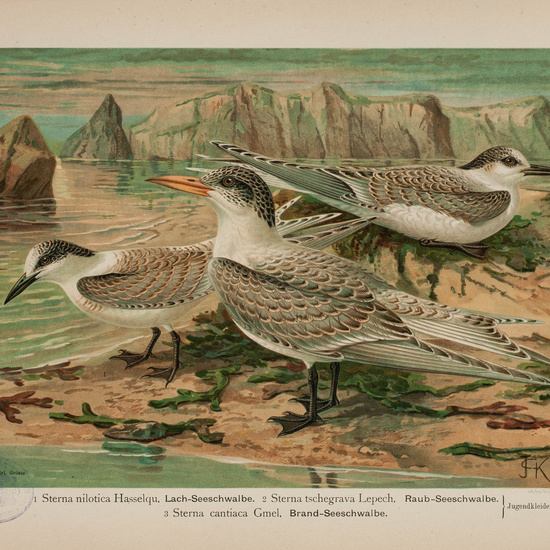 IES_CARDENALCISNEROS_AVES_LAMINAS_101